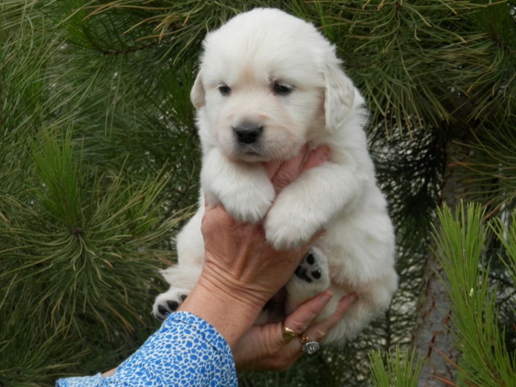 De La Vallée Des Alleuds - Golden Retriever - Portée née le 25/11/2018