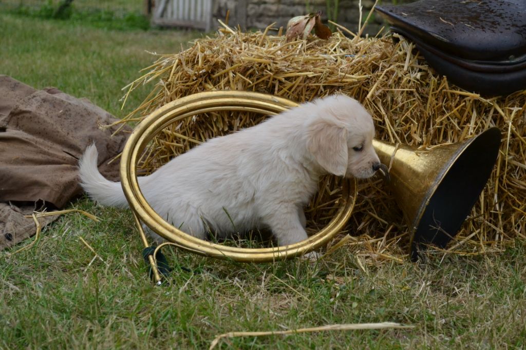 De La Vallée Des Alleuds - Golden Retriever - Portée née le 09/09/2018