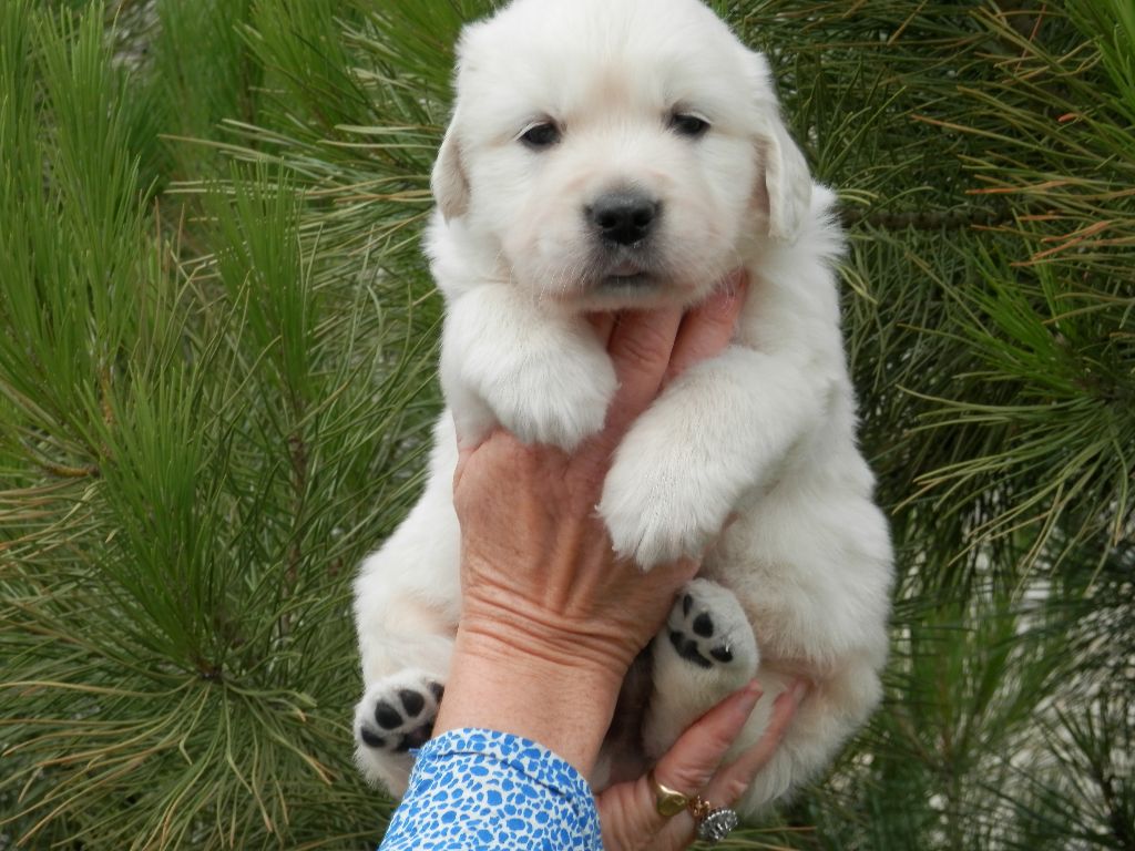 De La Vallée Des Alleuds - Golden Retriever - Portée née le 03/12/2017