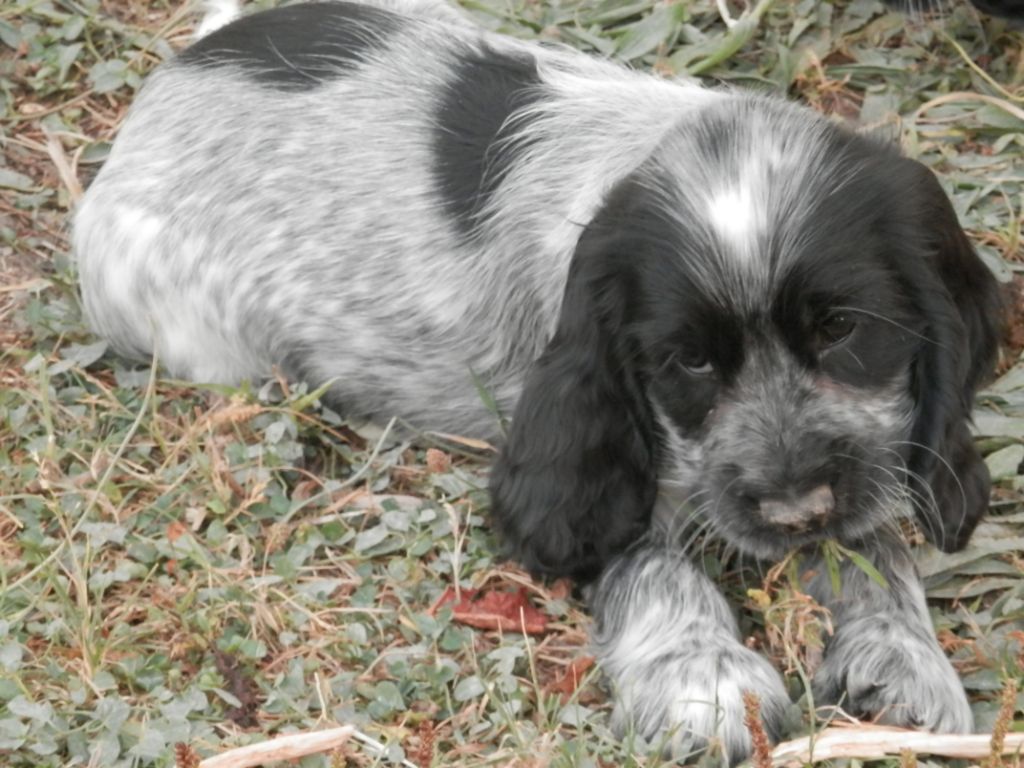 De La Vallée Des Alleuds - Chiots disponibles - Cocker Spaniel Anglais