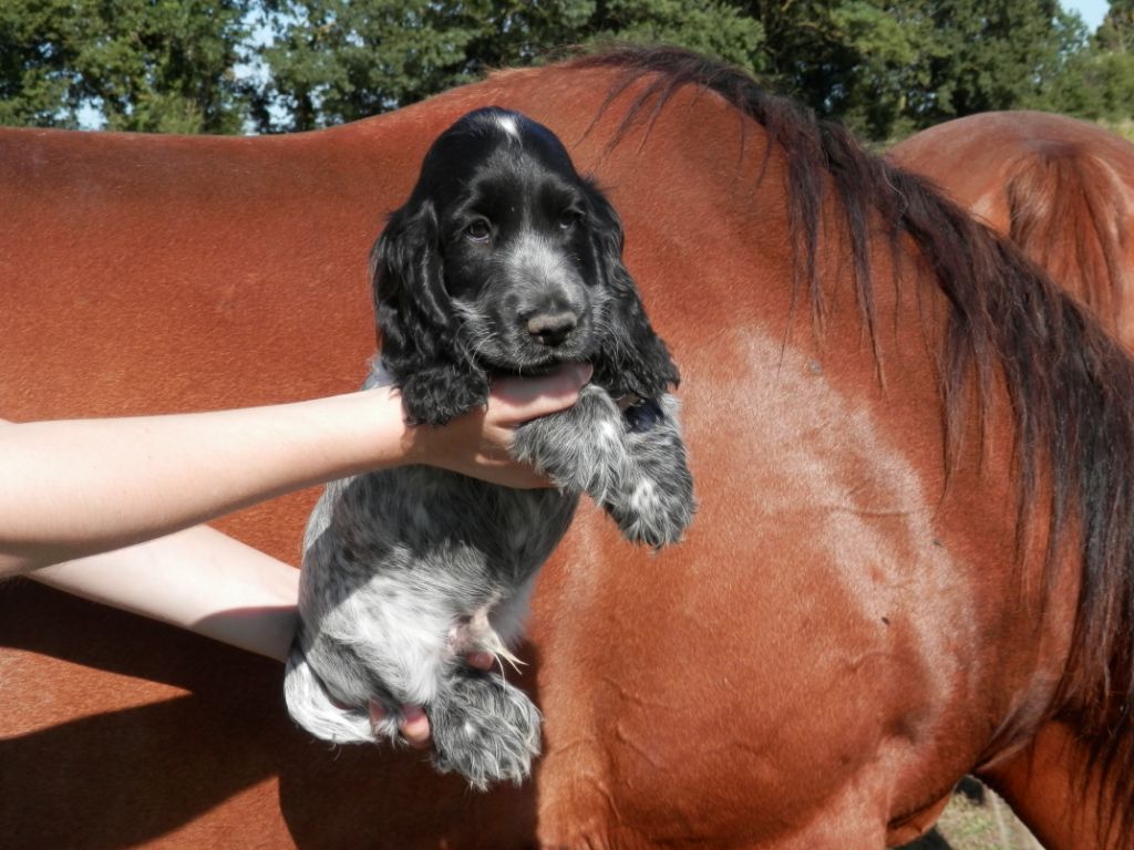 De La Vallée Des Alleuds - Chiots disponibles - Cocker Spaniel Anglais