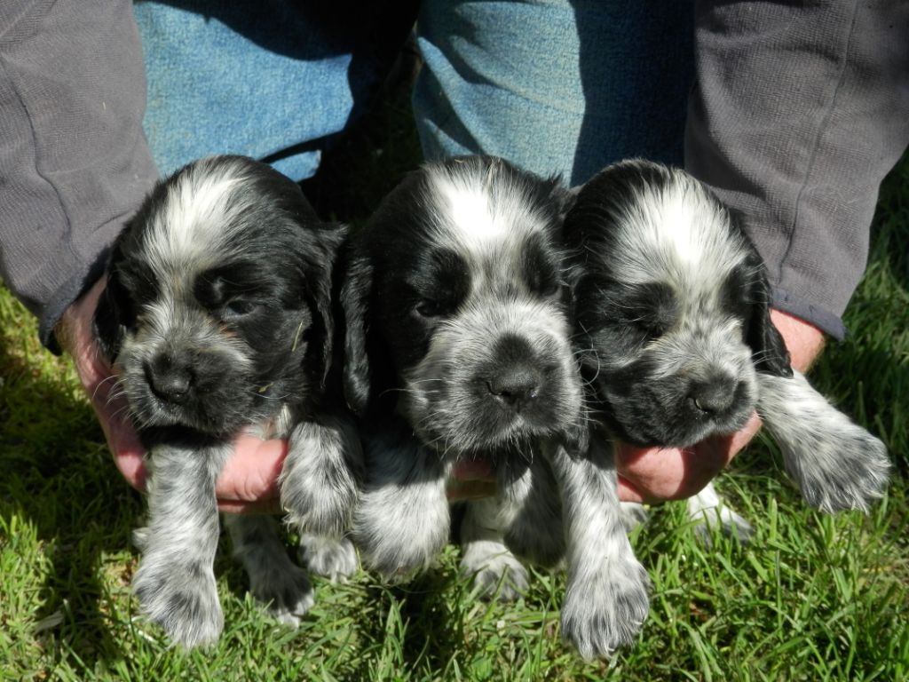 De La Vallée Des Alleuds - Chiots disponibles - Cocker Spaniel Anglais