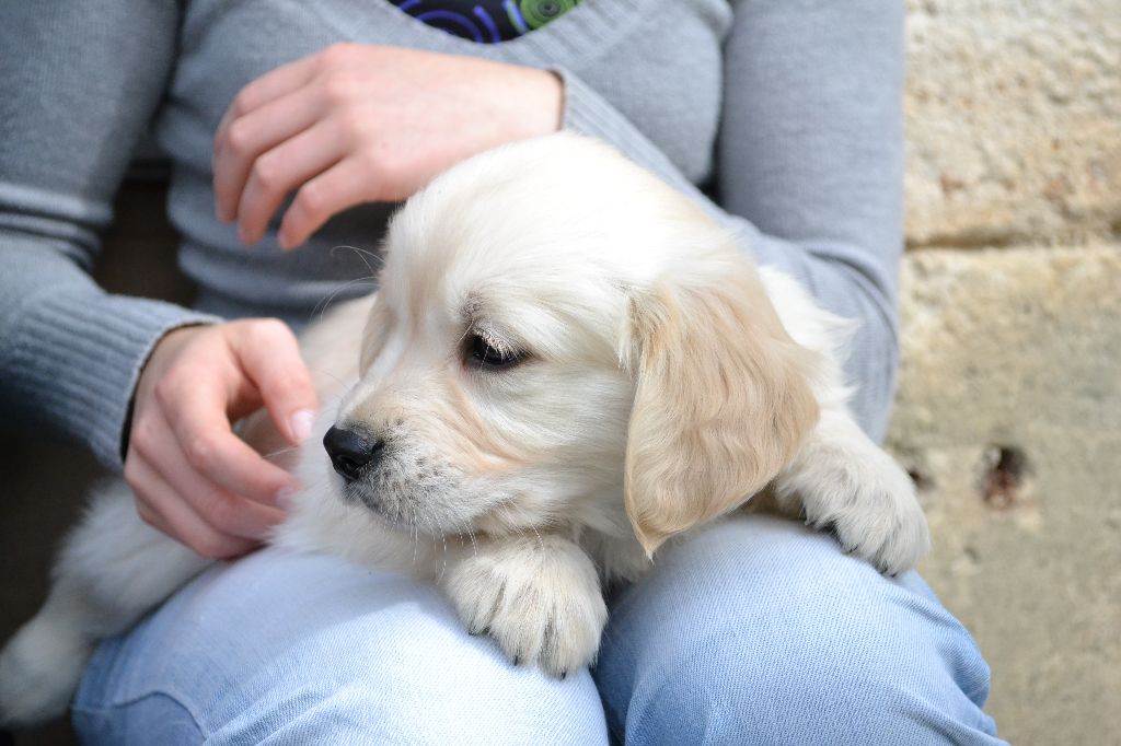 De La Vallée Des Alleuds - Chiots disponibles - Golden Retriever