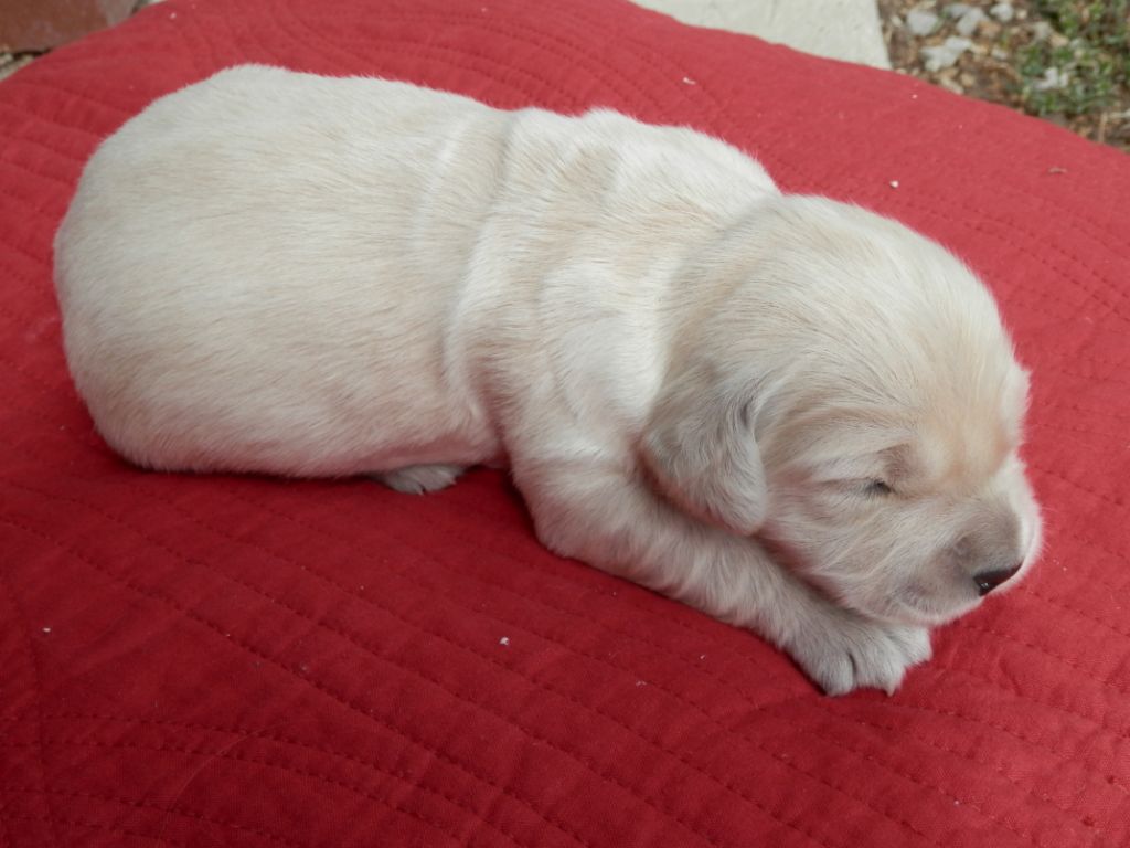 De La Vallée Des Alleuds - Chiots disponibles - Golden Retriever