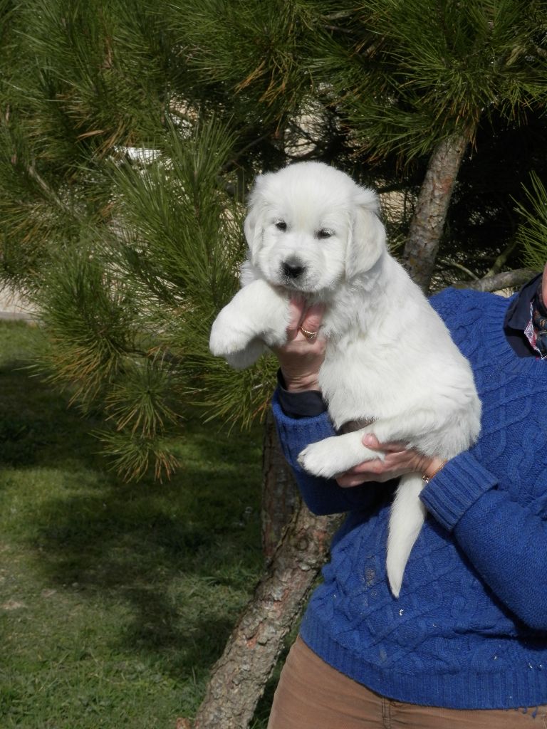 De La Vallée Des Alleuds - Chiots disponibles - Golden Retriever