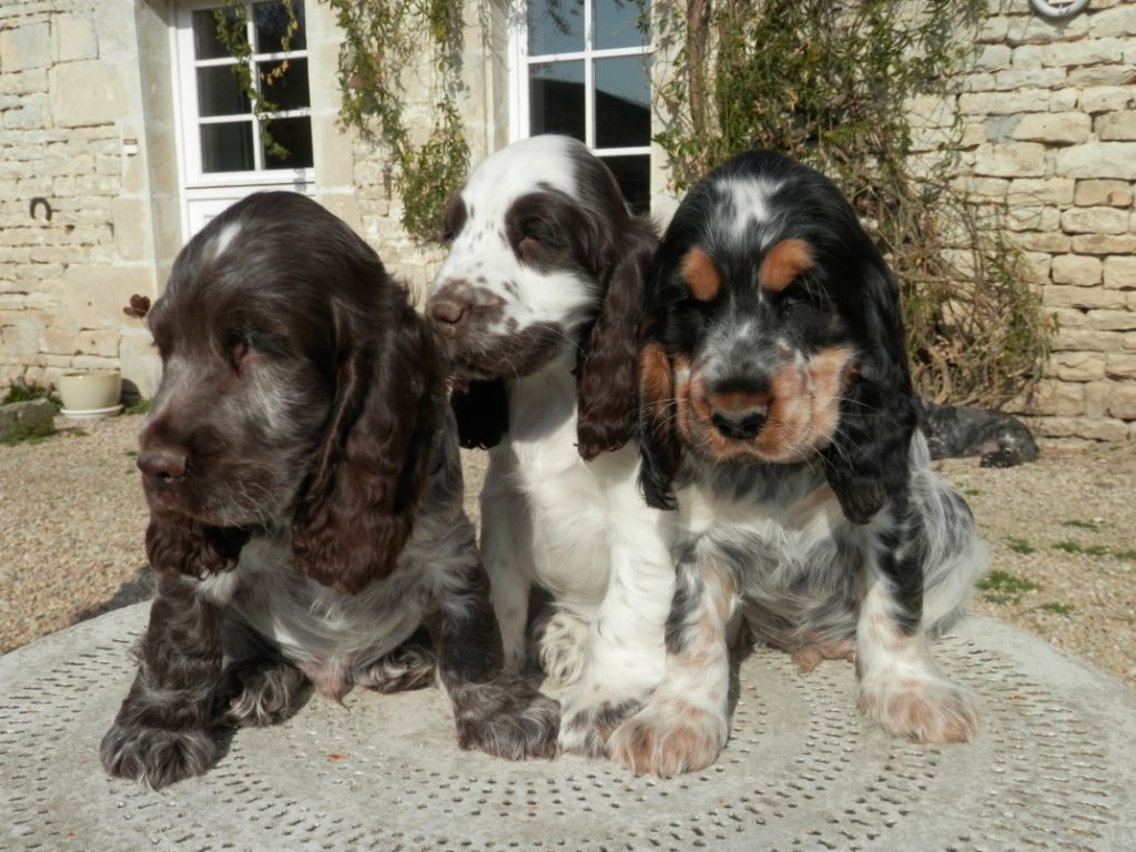 De La Vallée Des Alleuds - Chiots disponibles - Cocker Spaniel Anglais