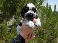 CHIOT