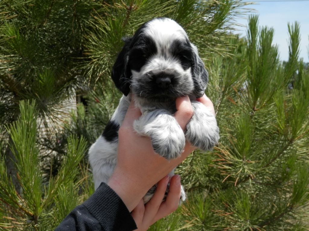 De La Vallée Des Alleuds - Chiots disponibles - Cocker Spaniel Anglais