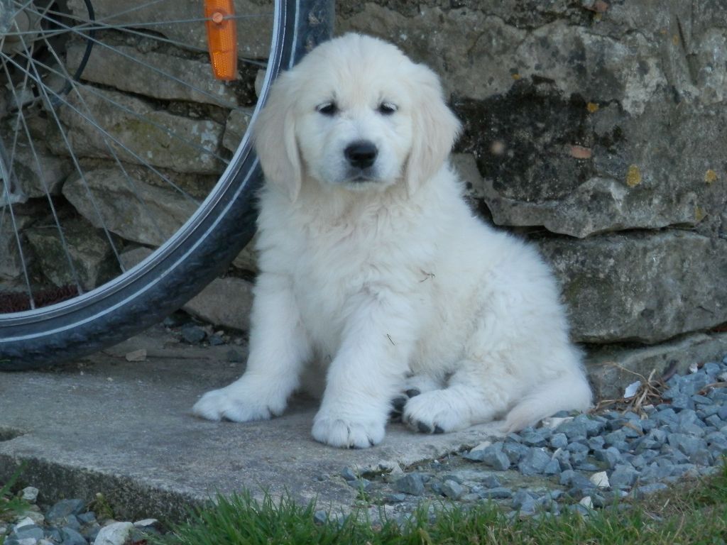 De La Vallée Des Alleuds - Chiots disponibles - Golden Retriever