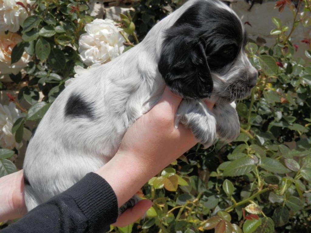 De La Vallée Des Alleuds - Chiots disponibles - Cocker Spaniel Anglais