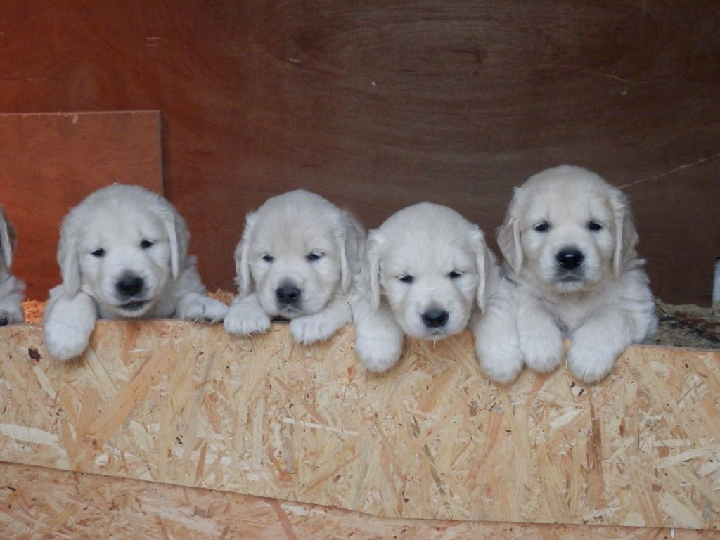 De La Vallée Des Alleuds - Chiots disponibles - Golden Retriever