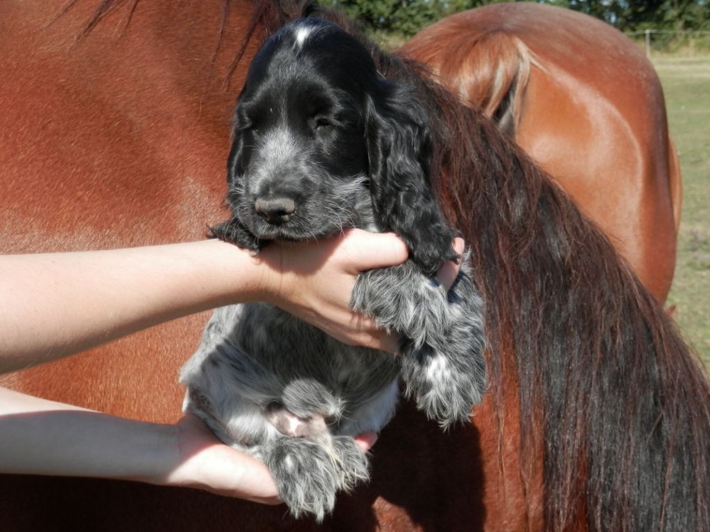 De La Vallée Des Alleuds - Chiots disponibles - Cocker Spaniel Anglais