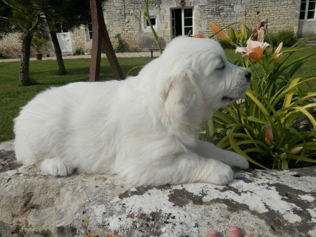 De La Vallée Des Alleuds - Chiots disponibles - Golden Retriever