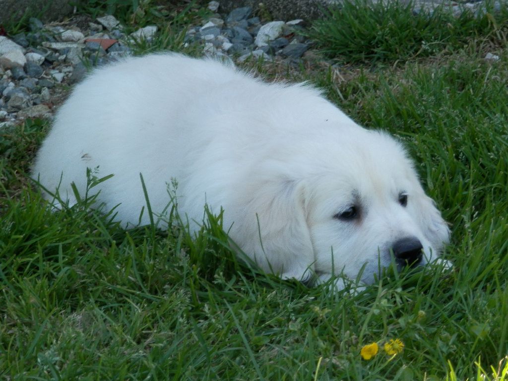 De La Vallée Des Alleuds - Chiots disponibles - Golden Retriever