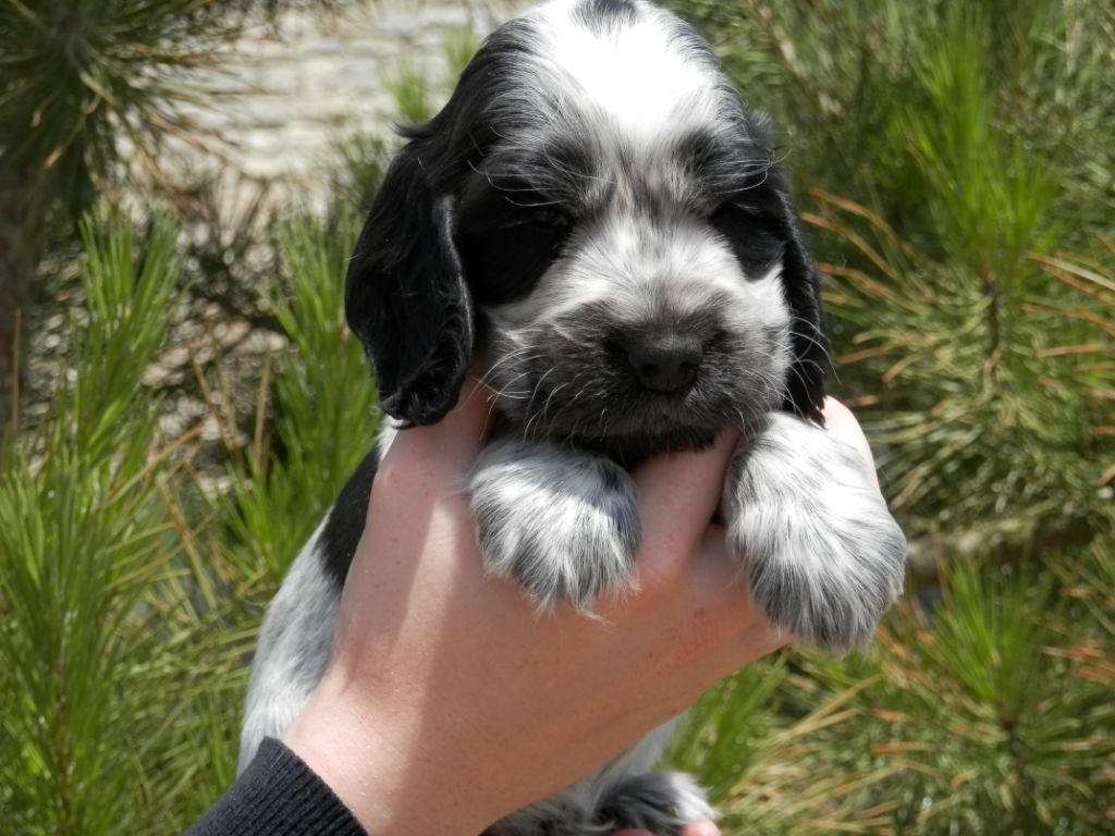 De La Vallée Des Alleuds - Cocker Spaniel Anglais - Portée née le 13/10/2019