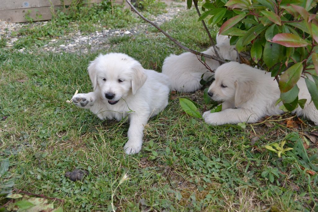 De La Vallée Des Alleuds - Chiots disponibles - Golden Retriever